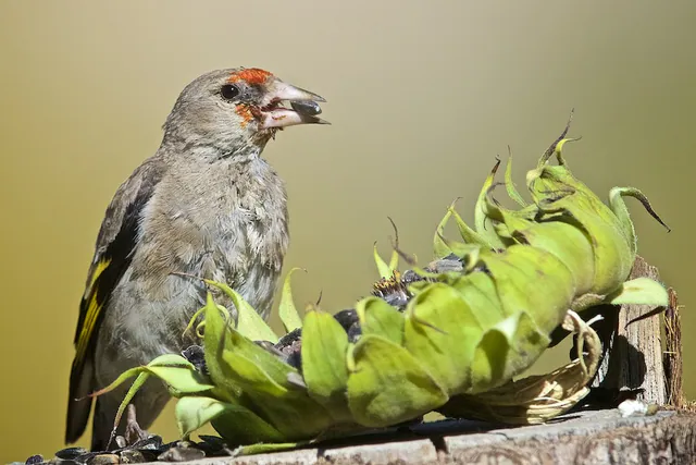 Gray-crowned Goldfinch