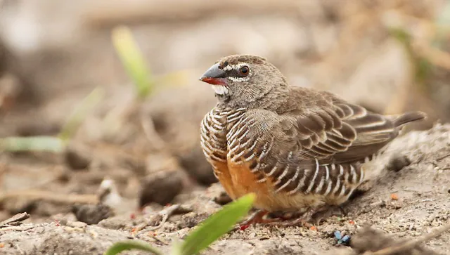 Quailfinch