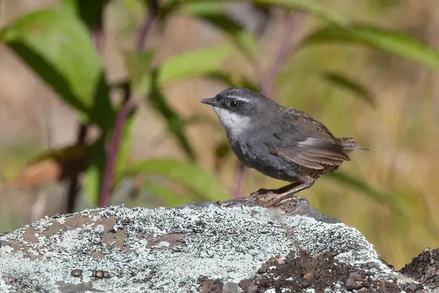 Zimmer's Tapaculo
