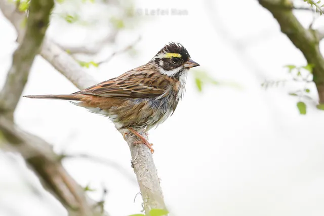 Yellow-browed Bunting