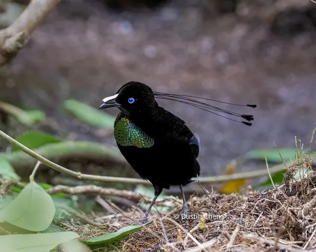 Lawes's Parotia