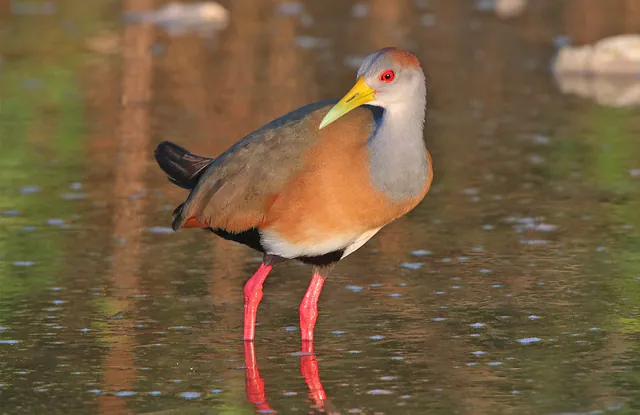 Russet-naped Wood-Rail