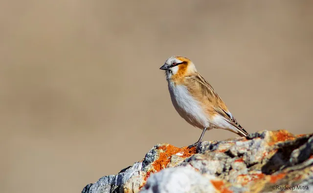 Rufous-necked Snowfinch