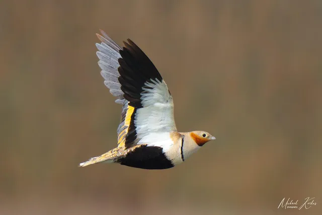 Black-bellied Sandgrouse