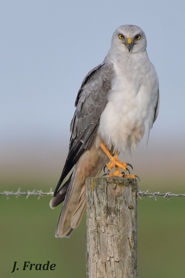 Pallid Harrier