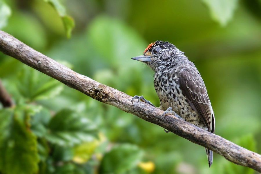 Ocellated Piculet