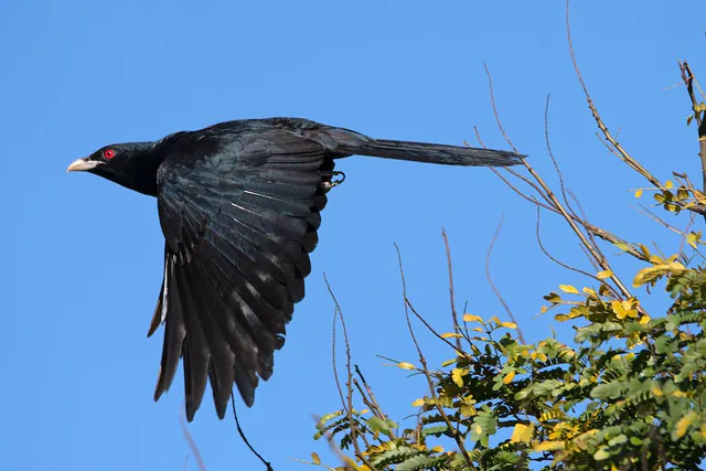 Pacific Koel
