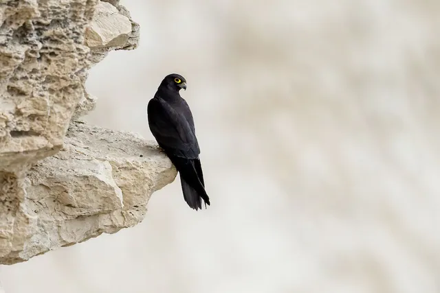 Eleonora's Falcon