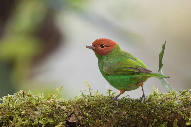 Bay-headed Tanager
