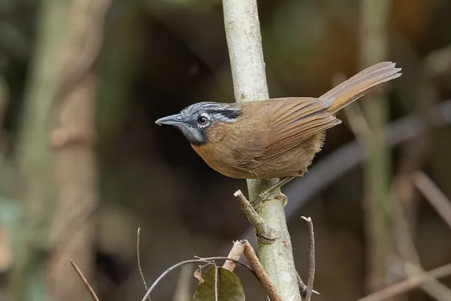Gray-throated Babbler