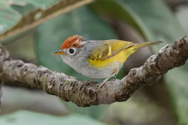 Chestnut-crowned Warbler