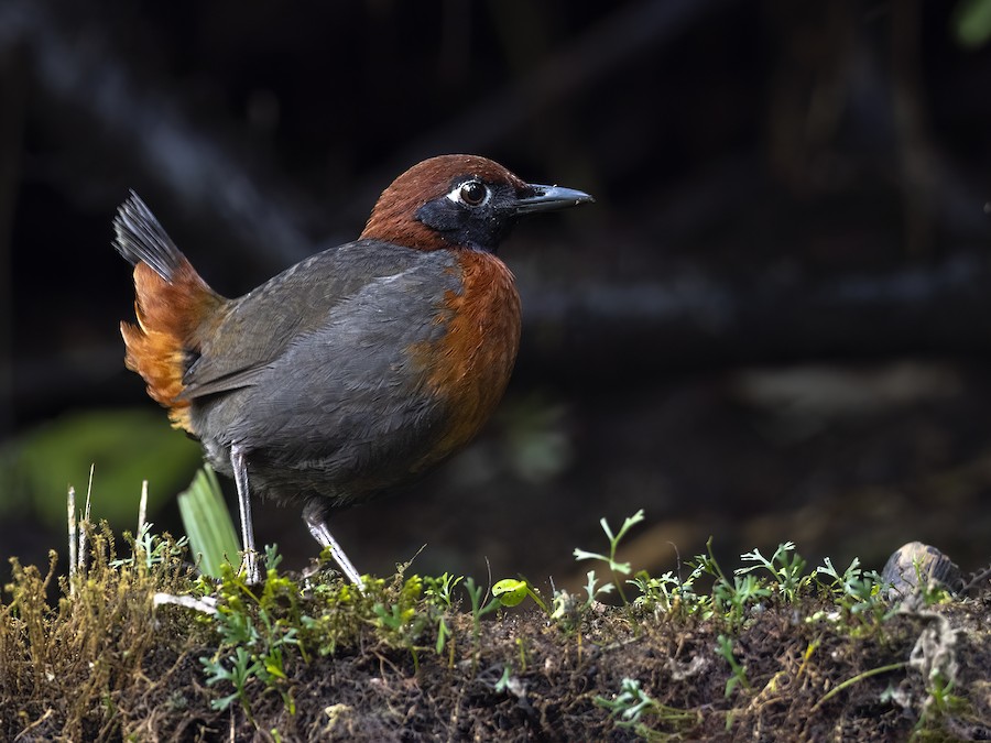Rufous-breasted Antthrush