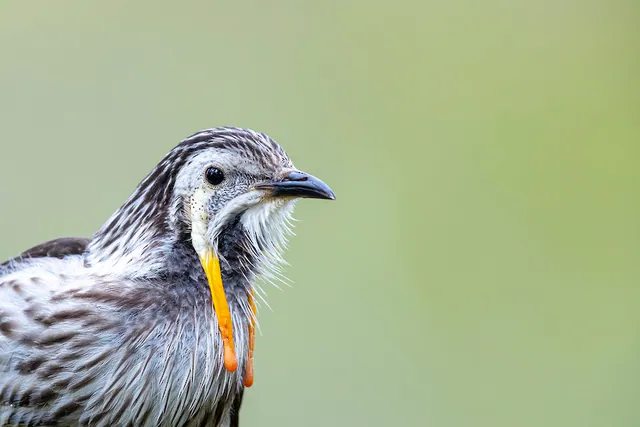 Yellow Wattlebird