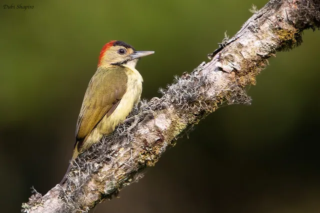 Elliot's Woodpecker