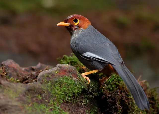 Chestnut-hooded Laughingthrush