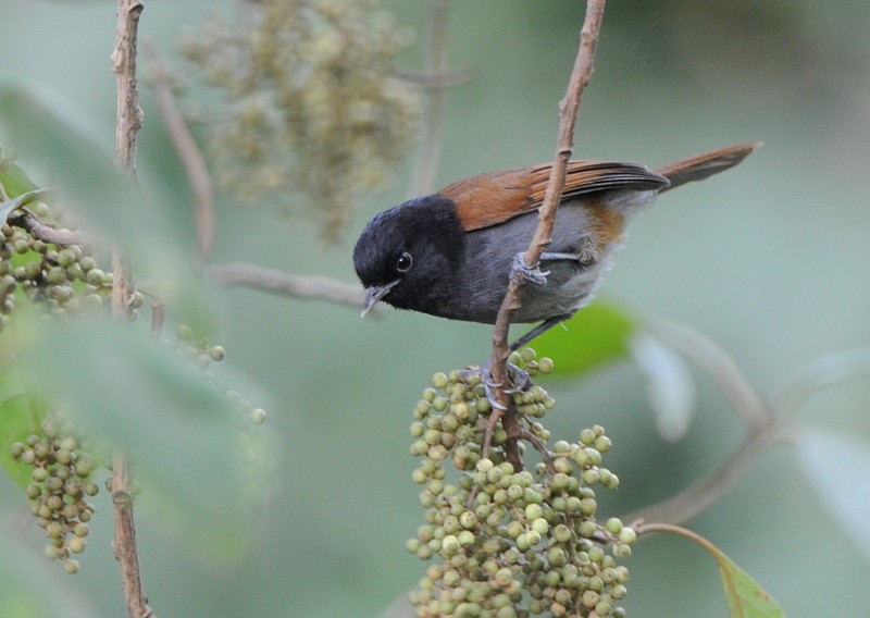 Rwenzori Hill Babbler