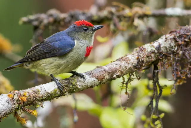 Red-capped Flowerpecker