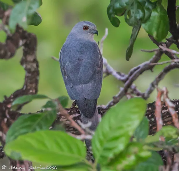 Nicobar Sparrowhawk