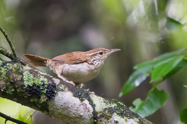 Antioquia Wren