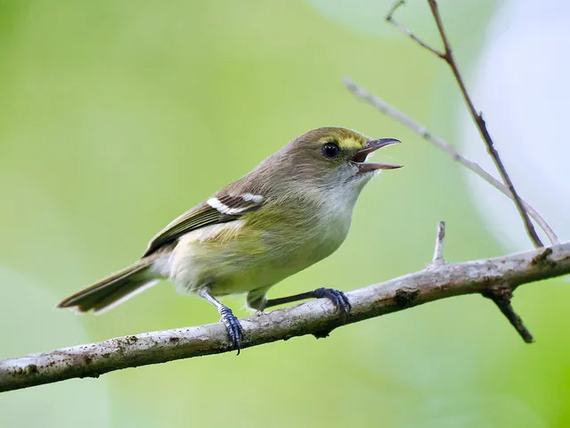 San Andres Vireo