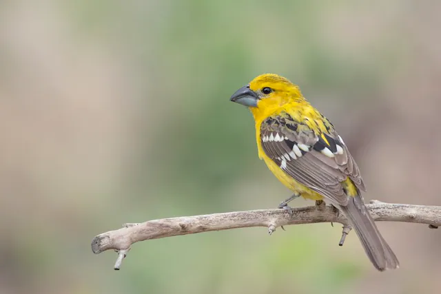 Yellow Grosbeak