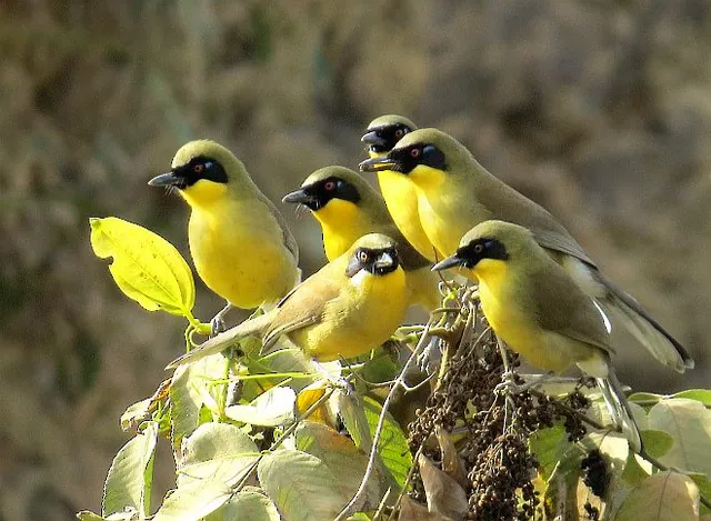 Yellow-throated Laughingthrush