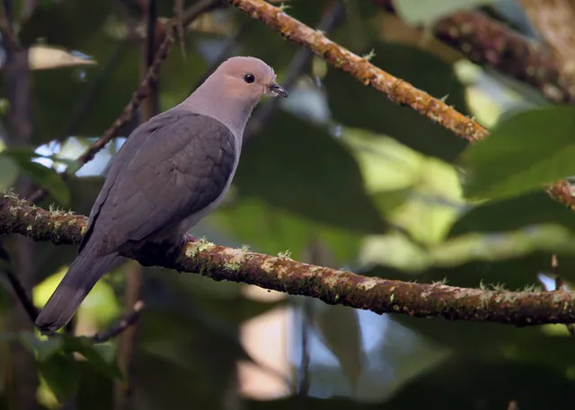 Dark-backed Imperial-Pigeon