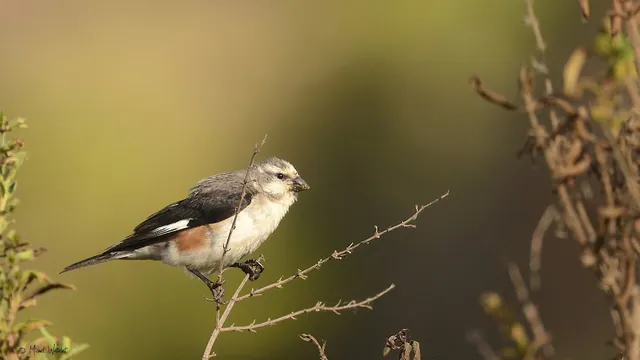 Warsangli Linnet