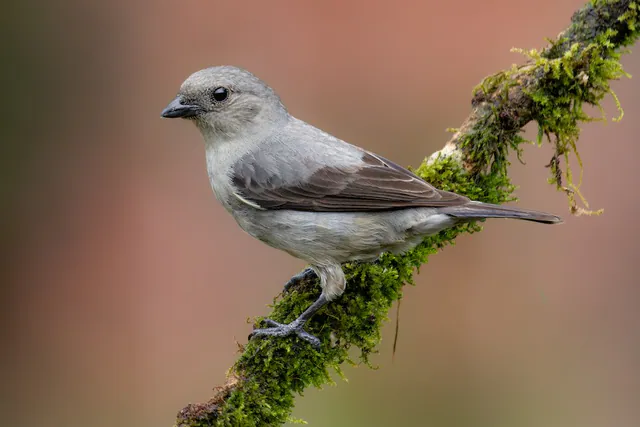 Plain-colored Tanager
