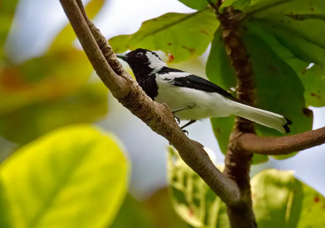 Manus Monarch