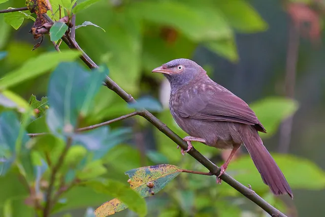 Jungle Babbler