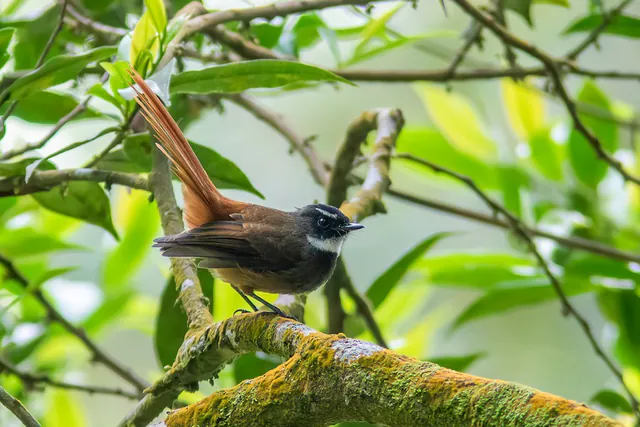 Rufous-tailed Fantail