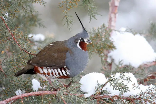 Mountain Quail