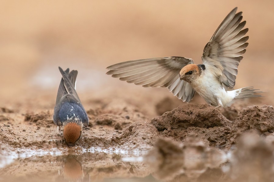 Fairy Martin