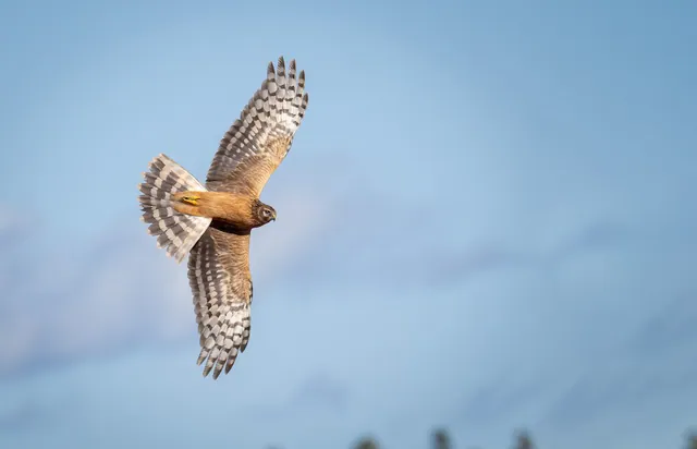 Hen Harrier