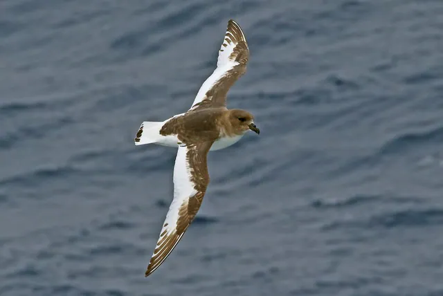 Antarctic Petrel