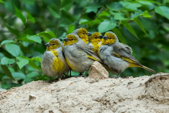 Citron-headed Yellow-Finch