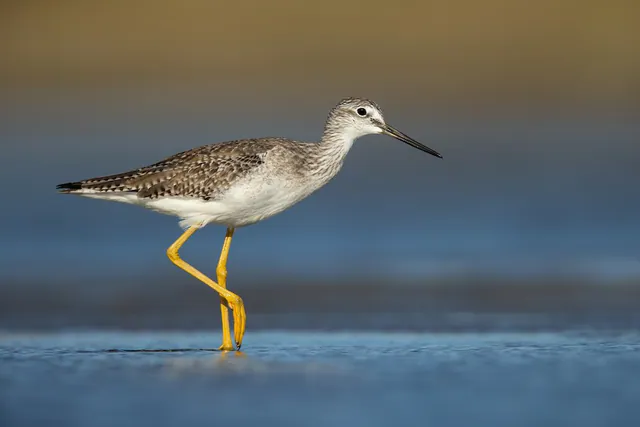 Greater Yellowlegs