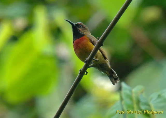 Humblot's Sunbird