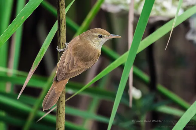 Oriental Reed Warbler