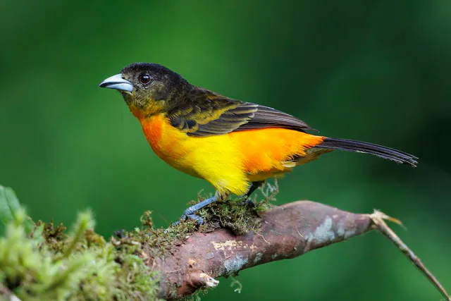 Flame-rumped Tanager