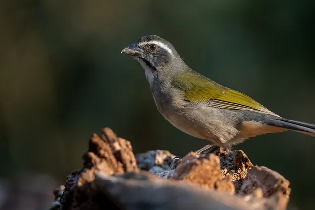Green-winged Saltator