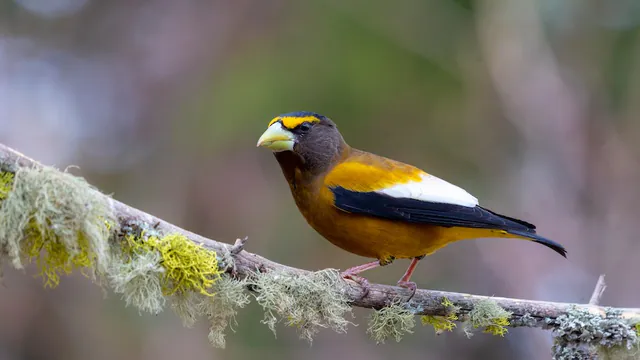 Evening Grosbeak