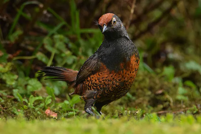 Black-throated Huet-huet
