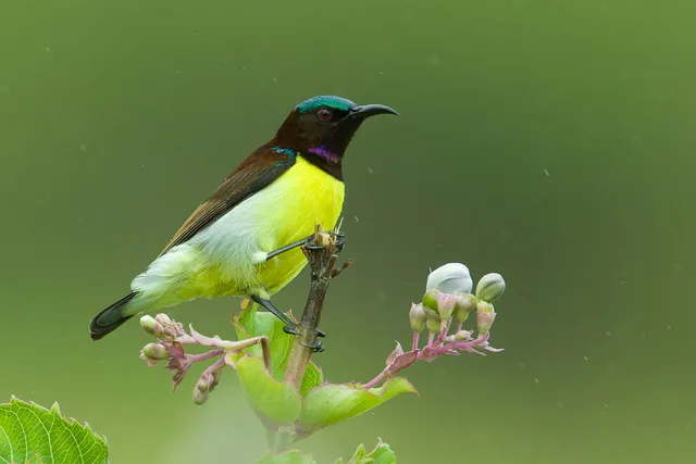 Purple-rumped Sunbird