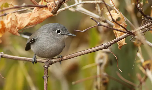 Black-capped Gnatcatcher