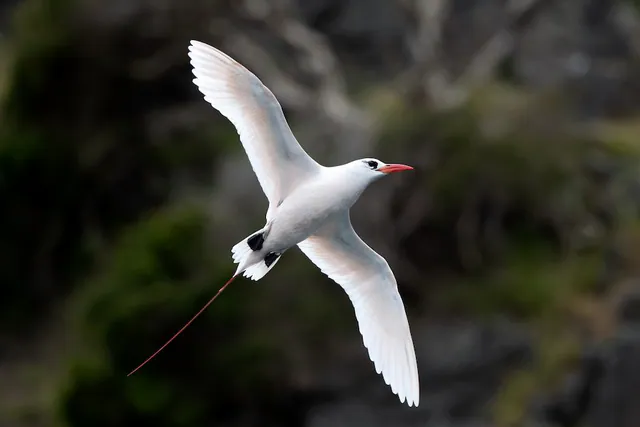 Red-tailed Tropicbird