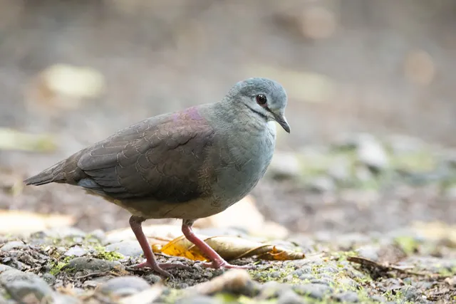 Purplish-backed Quail-Dove
