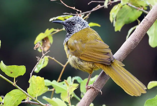 Oriole Warbler