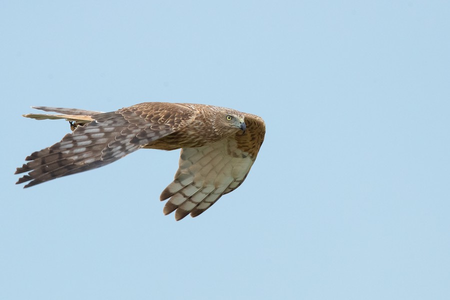 Swamp Harrier
